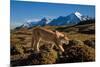 Puma walking in front of Torres del Paine massif, Chile-Nick Garbutt-Mounted Photographic Print