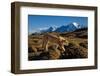 Puma walking in front of Torres del Paine massif, Chile-Nick Garbutt-Framed Photographic Print