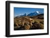 Puma walking in front of Torres del Paine massif, Chile-Nick Garbutt-Framed Photographic Print