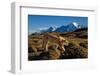 Puma walking in front of Torres del Paine massif, Chile-Nick Garbutt-Framed Photographic Print