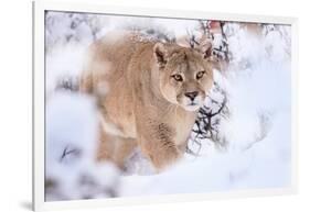 Puma walking through snow covered bushes, Patagonia, Chile-Nick Garbutt-Framed Photographic Print