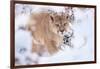 Puma walking through snow covered bushes, Patagonia, Chile-Nick Garbutt-Framed Photographic Print