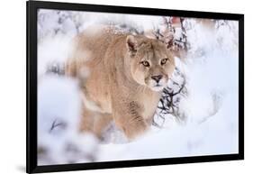 Puma walking through snow covered bushes, Patagonia, Chile-Nick Garbutt-Framed Photographic Print