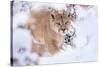 Puma walking through snow covered bushes, Patagonia, Chile-Nick Garbutt-Stretched Canvas