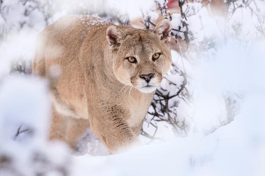 Puma walking through snow covered bushes, Patagonia, Chile' Photographic  Print - Nick Garbutt | AllPosters.com