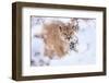 Puma walking through snow covered bushes, Patagonia, Chile-Nick Garbutt-Framed Photographic Print