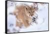 Puma walking through snow covered bushes, Patagonia, Chile-Nick Garbutt-Framed Stretched Canvas