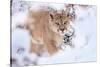 Puma walking through snow covered bushes, Patagonia, Chile-Nick Garbutt-Stretched Canvas
