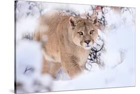 Puma walking through snow covered bushes, Patagonia, Chile-Nick Garbutt-Stretched Canvas