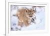 Puma walking through snow covered bushes, Patagonia, Chile-Nick Garbutt-Framed Photographic Print