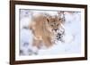 Puma walking through snow covered bushes, Patagonia, Chile-Nick Garbutt-Framed Photographic Print