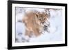 Puma walking through snow covered bushes, Patagonia, Chile-Nick Garbutt-Framed Photographic Print