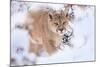 Puma walking through snow covered bushes, Patagonia, Chile-Nick Garbutt-Mounted Photographic Print