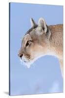 Puma with frozen whiskers, Torres del Paine National Park, Chile-Nick Garbutt-Stretched Canvas
