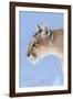 Puma with frozen whiskers, Torres del Paine National Park, Chile-Nick Garbutt-Framed Photographic Print