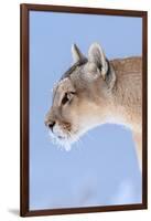 Puma with frozen whiskers, Torres del Paine National Park, Chile-Nick Garbutt-Framed Photographic Print