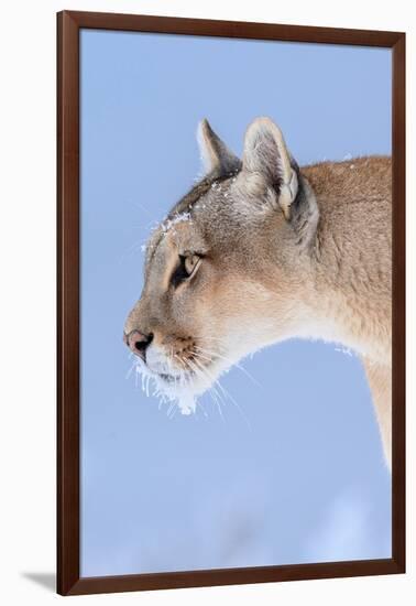 Puma with frozen whiskers, Torres del Paine National Park, Chile-Nick Garbutt-Framed Photographic Print