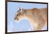 Puma with frozen whiskers, Torres del Paine National Park, Chile-Nick Garbutt-Framed Photographic Print