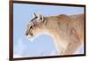 Puma with frozen whiskers, Torres del Paine National Park, Chile-Nick Garbutt-Framed Photographic Print