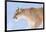 Puma with frozen whiskers, Torres del Paine National Park, Chile-Nick Garbutt-Framed Photographic Print