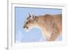 Puma with frozen whiskers, Torres del Paine National Park, Chile-Nick Garbutt-Framed Photographic Print