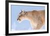 Puma with frozen whiskers, Torres del Paine National Park, Chile-Nick Garbutt-Framed Photographic Print