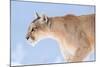 Puma with frozen whiskers, Torres del Paine National Park, Chile-Nick Garbutt-Mounted Photographic Print