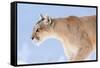 Puma with frozen whiskers, Torres del Paine National Park, Chile-Nick Garbutt-Framed Stretched Canvas