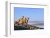 Puma with two cubs sitting on on rocky outcrop, Patagonia, Chile-Nick Garbutt-Framed Photographic Print