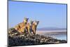 Puma with two cubs sitting on on rocky outcrop, Patagonia, Chile-Nick Garbutt-Mounted Photographic Print