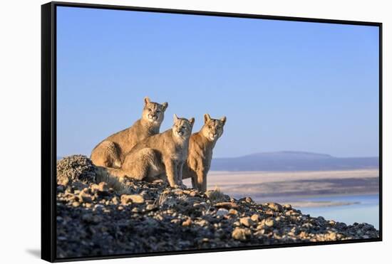 Puma with two cubs sitting on on rocky outcrop, Patagonia, Chile-Nick Garbutt-Framed Stretched Canvas