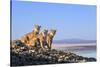 Puma with two cubs sitting on on rocky outcrop, Patagonia, Chile-Nick Garbutt-Stretched Canvas
