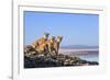 Puma with two cubs sitting on on rocky outcrop, Patagonia, Chile-Nick Garbutt-Framed Photographic Print