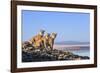 Puma with two cubs sitting on on rocky outcrop, Patagonia, Chile-Nick Garbutt-Framed Photographic Print