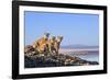 Puma with two cubs sitting on on rocky outcrop, Patagonia, Chile-Nick Garbutt-Framed Photographic Print