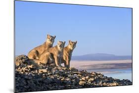 Puma with two cubs sitting on on rocky outcrop, Patagonia, Chile-Nick Garbutt-Mounted Photographic Print