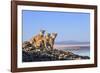 Puma with two cubs sitting on on rocky outcrop, Patagonia, Chile-Nick Garbutt-Framed Photographic Print