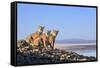 Puma with two cubs sitting on on rocky outcrop, Patagonia, Chile-Nick Garbutt-Framed Stretched Canvas