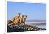 Puma with two cubs sitting on on rocky outcrop, Patagonia, Chile-Nick Garbutt-Framed Photographic Print