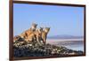 Puma with two cubs sitting on on rocky outcrop, Patagonia, Chile-Nick Garbutt-Framed Photographic Print