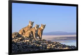 Puma with two cubs sitting on on rocky outcrop, Patagonia, Chile-Nick Garbutt-Framed Photographic Print