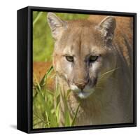 Puma-null-Framed Stretched Canvas