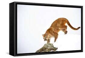 Puma-null-Framed Stretched Canvas