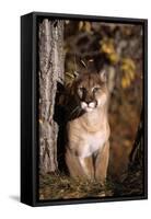 Puma-null-Framed Stretched Canvas