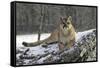Puma-null-Framed Stretched Canvas
