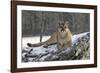 Puma-null-Framed Photographic Print