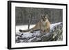 Puma-null-Framed Photographic Print