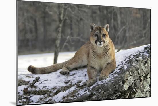 Puma-null-Mounted Photographic Print