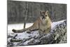 Puma-null-Mounted Photographic Print