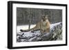 Puma-null-Framed Photographic Print